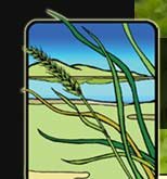 Central Coast Wilds Nursery logo