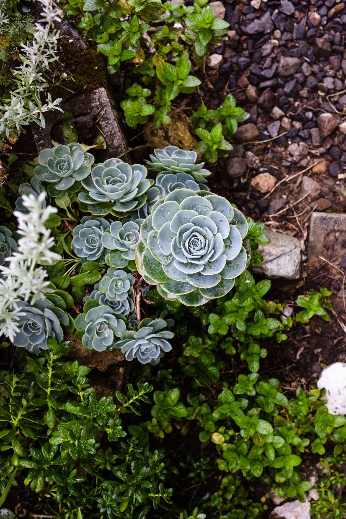 Water-wise landscape with drought-tolerant planting